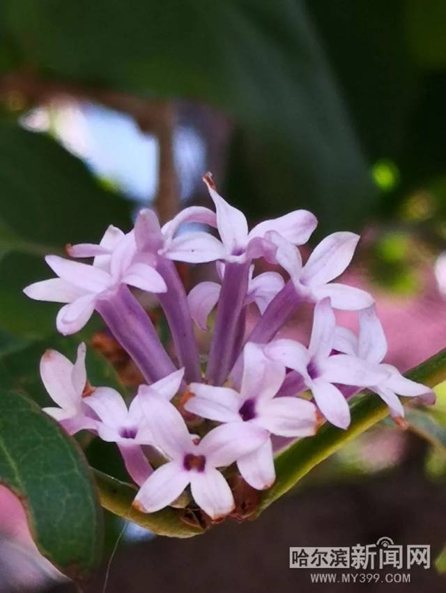 克劳斯:圣诞节的秘密