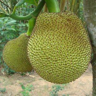 兵临城下之决战要塞