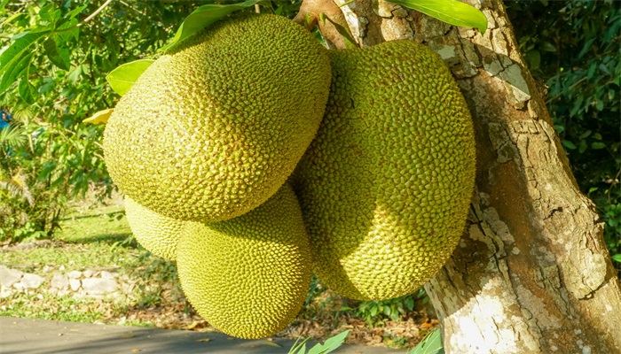 内蒙人民的胜利